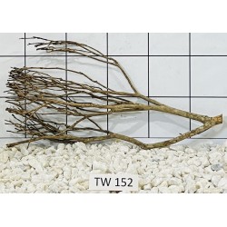Talawawood 152