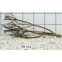 Talawawood 153