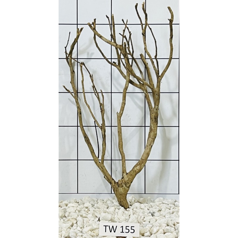 Talawawood 155