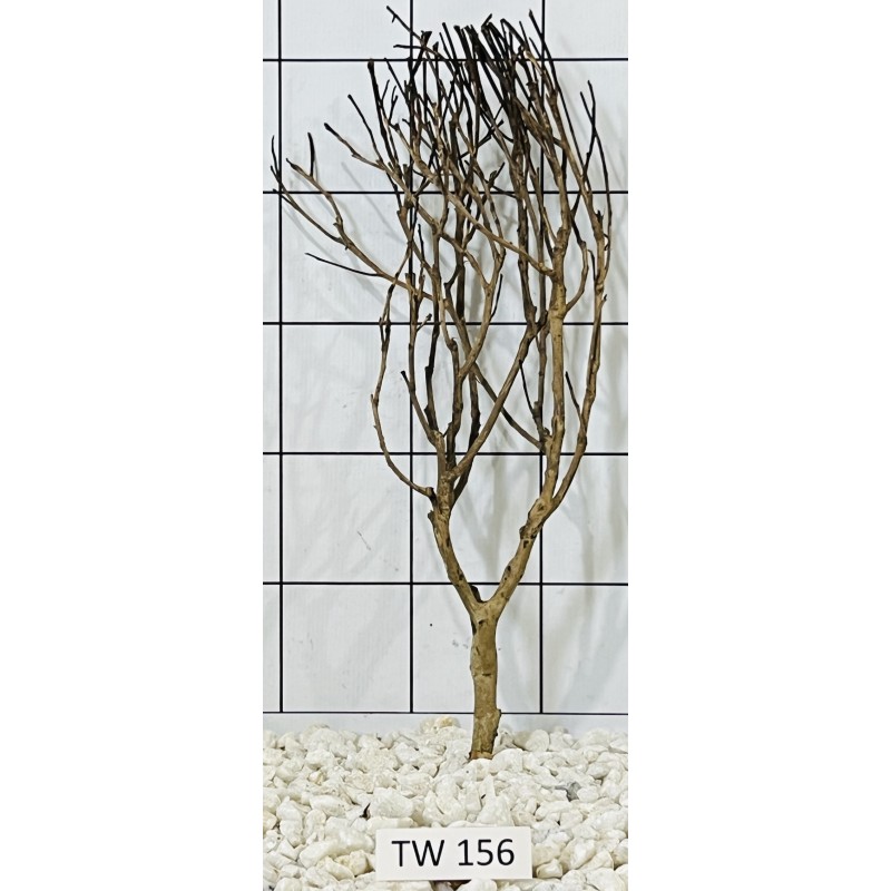 Talawawood 156