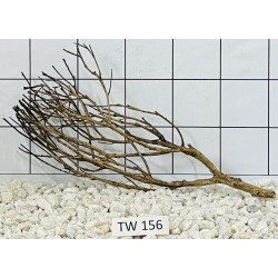 Talawawood 156