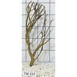 Talawawood 157