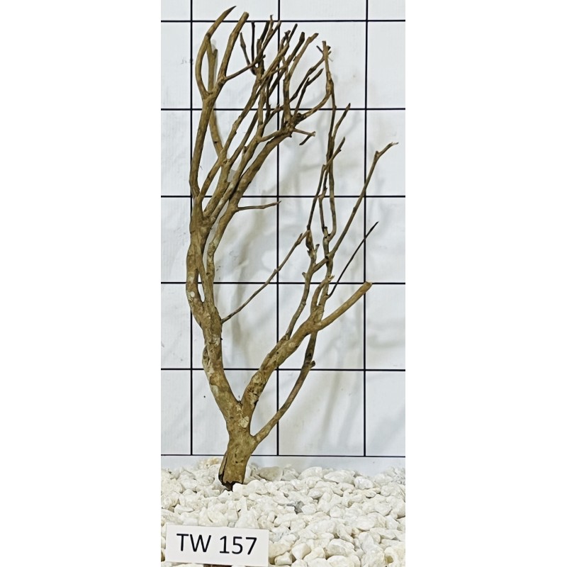 Talawawood 157