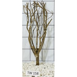 Talawawood 158
