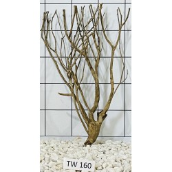 Talawawood 160
