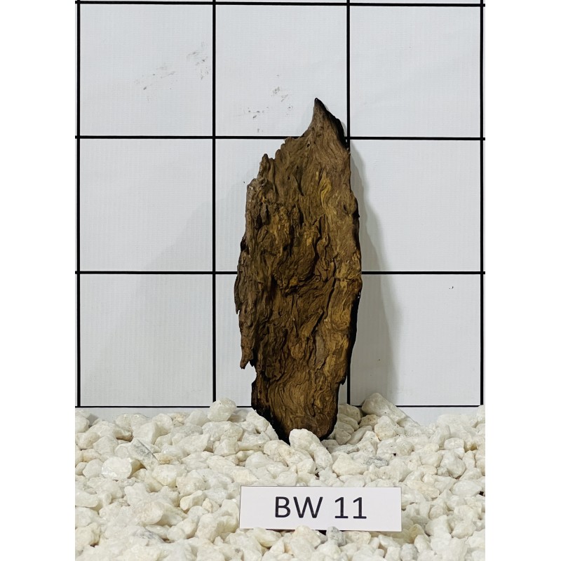 Bogwood 11