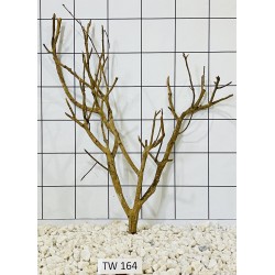 Talawawood 164