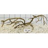 Talawawood 164
