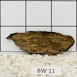 Bogwood 11