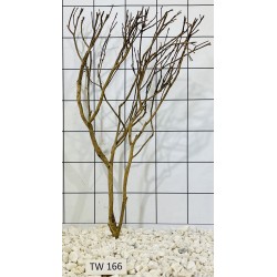 Talawawood 166