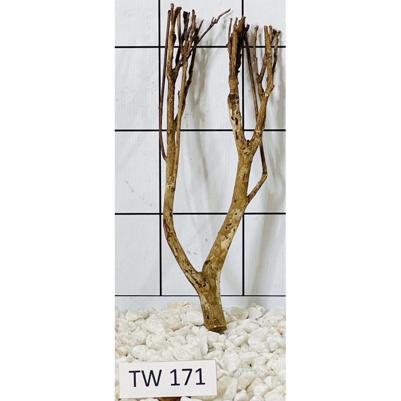 Talawawood 171
