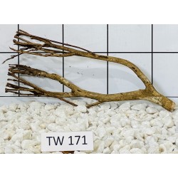 Talawawood 171