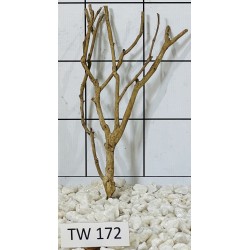 Talawawood 172