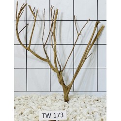 Talawawood 173