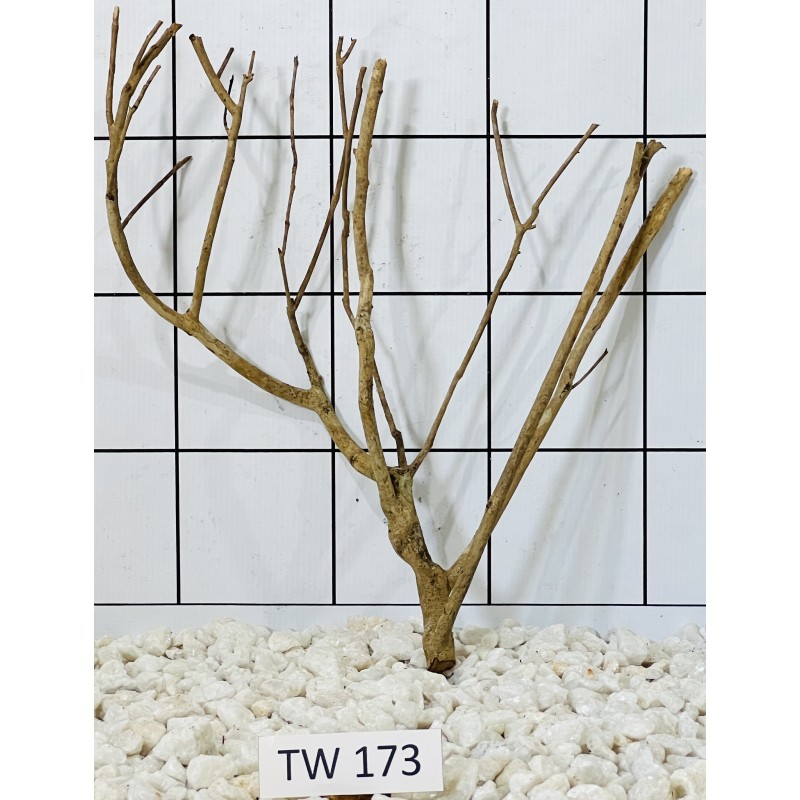 Talawawood 173