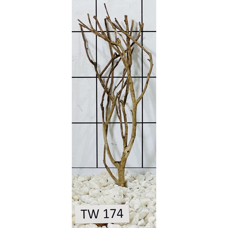 Talawawood 174