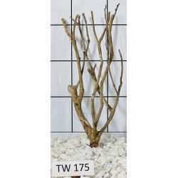 Talawawood 175