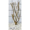 Talawawood 175