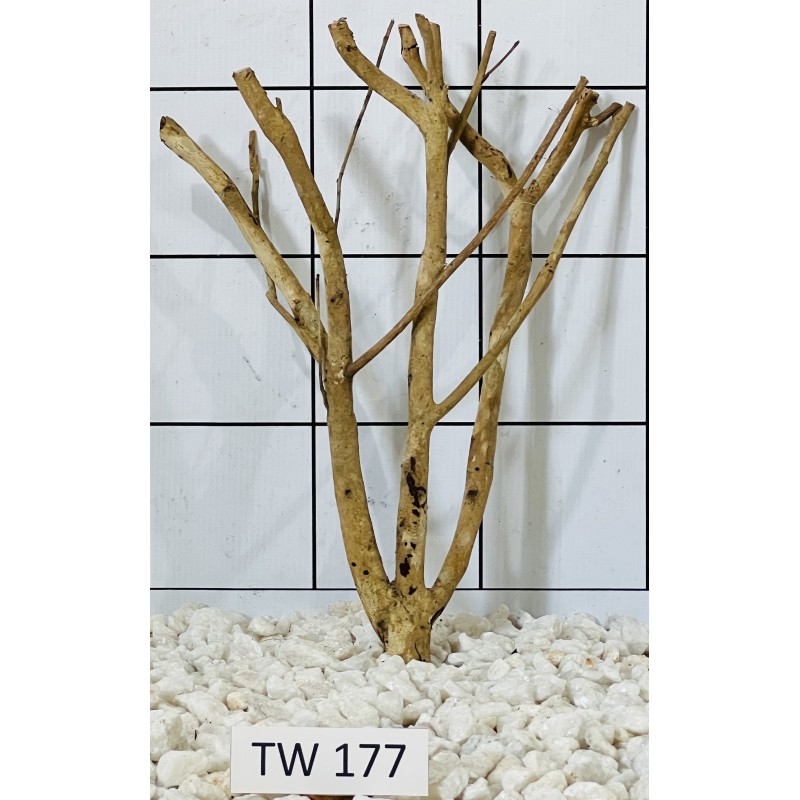 Talawawood 177