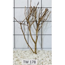 Talawawood 178