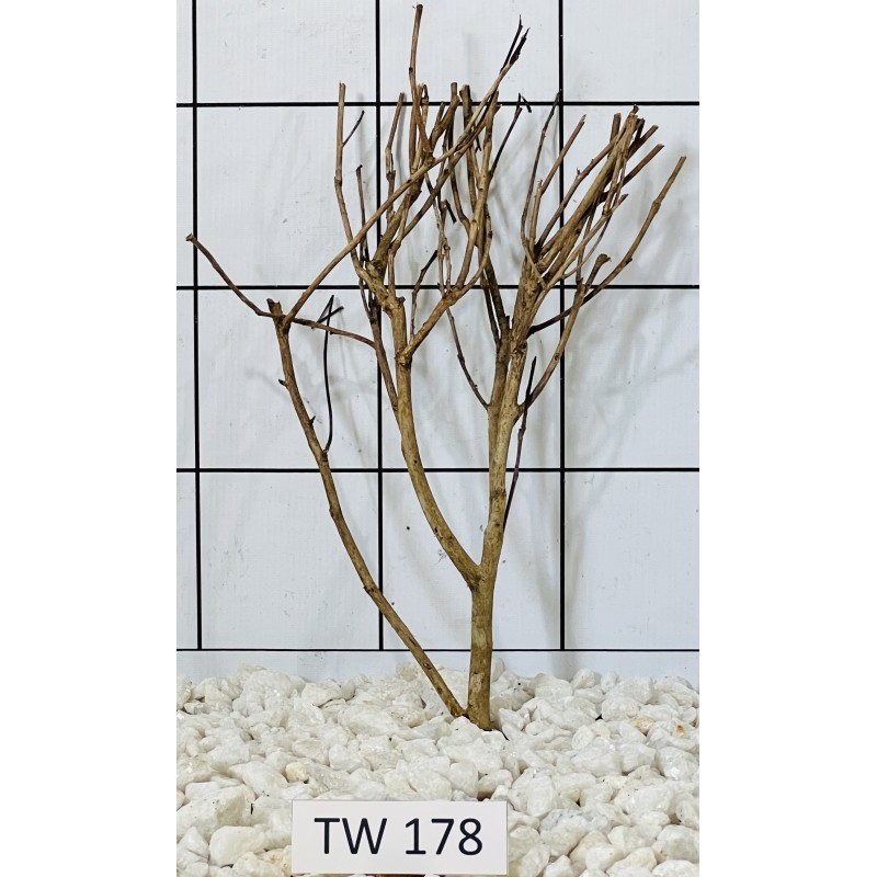 Talawawood 178