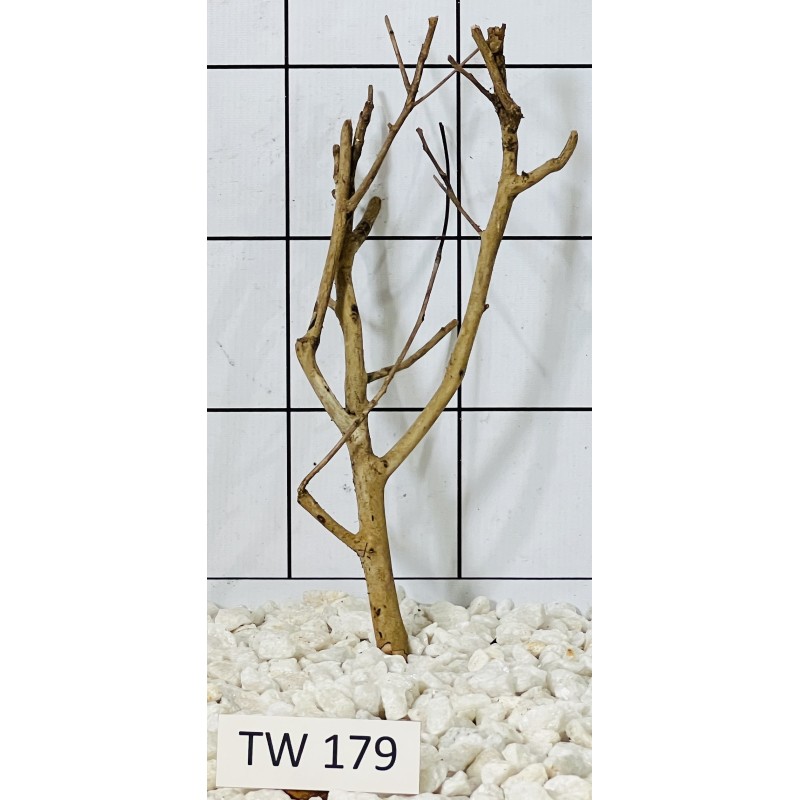 Talawawood 179