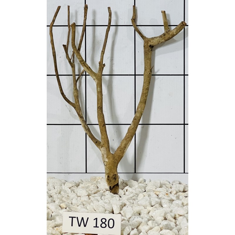 Talawawood 180
