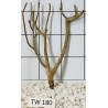 Talawawood 180