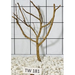 Talawawood 181