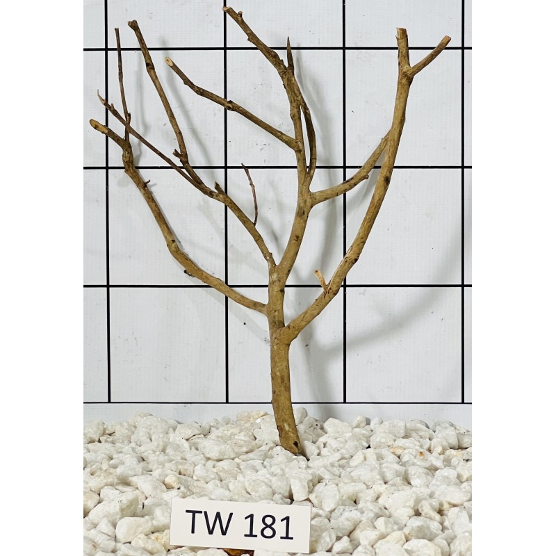 Talawawood 181
