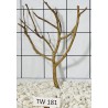 Talawawood 181