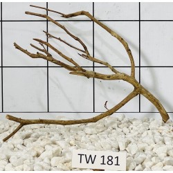 Talawawood 181