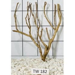 Talawawood 182