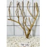Talawawood 182