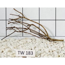 Talawawood 183