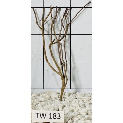 Talawawood 183