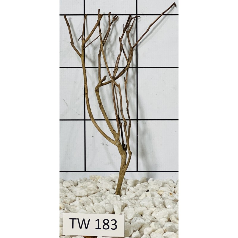 Talawawood 183