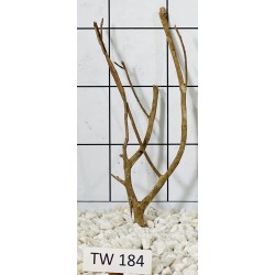 Talawawood 184