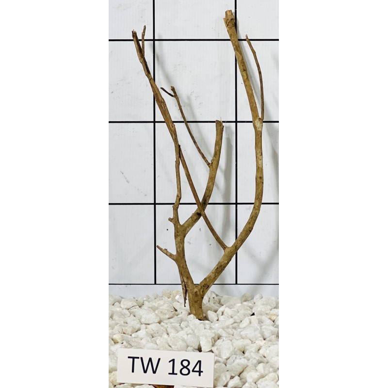 Talawawood 184