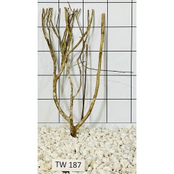 Talawawood 187