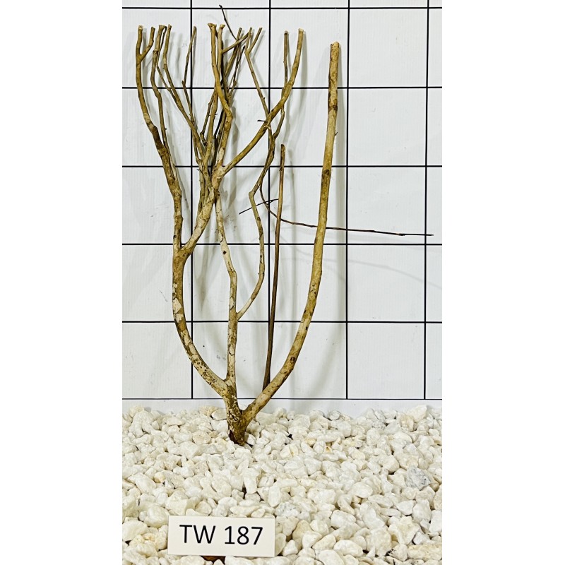 Talawawood 187