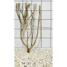 Talawawood 187