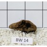 Bogwood 14