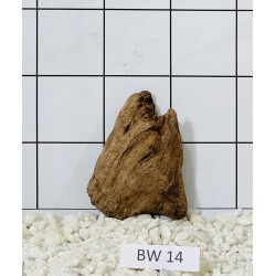 Bogwood 14
