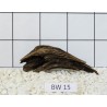 Bogwood 15