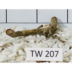 Talawawood 207