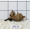 Bogwood 16