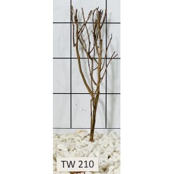 Talawawood 210
