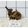 Bogwood 16