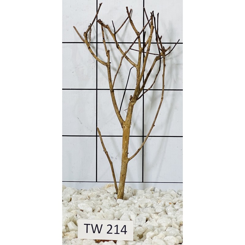 Talawawood 214